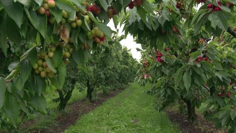 Cherry tree Stock Footage 116965830