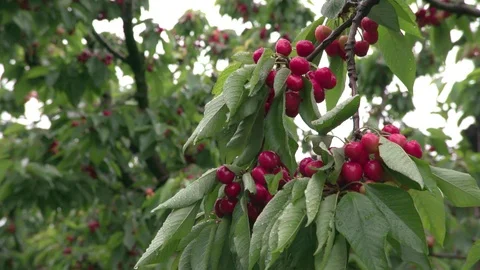 Cherry tree Stock Footage 116965833