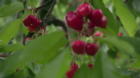 Cherry tree Stock Footage 116965835