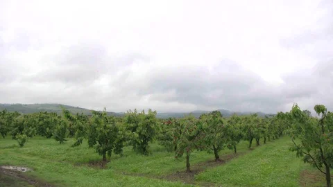 Cherry tree Stock Footage 116965845