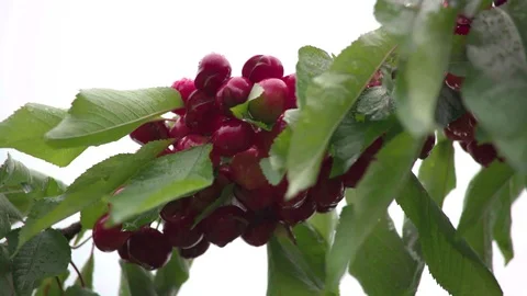 Cherry tree Stock Footage 116965850