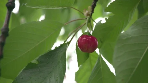 Cherry tree Stock Footage 116965855