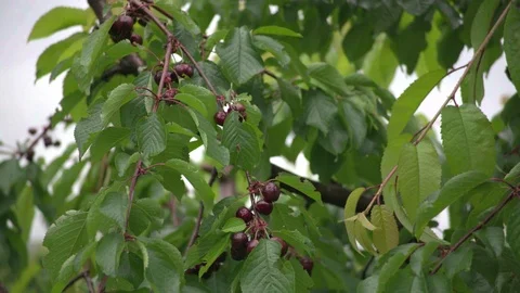 Cherry tree Stock Footage 116965857