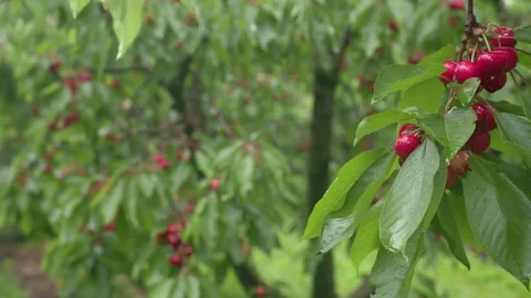 Cherry tree Stock Footage 116965861