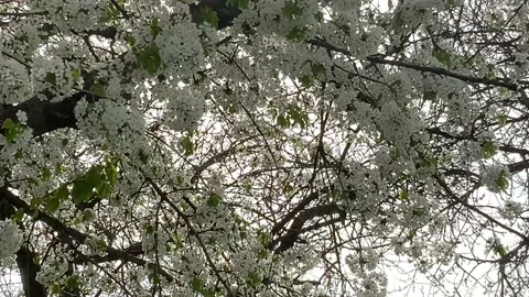 Cherry tree Stock Footage 153976369