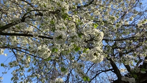 Cherry tree Stock Footage 153976691
