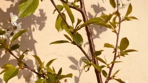 Cherry tree Stock Footage 153990717