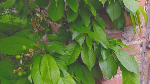 Cherry tree Stock Footage 198380432