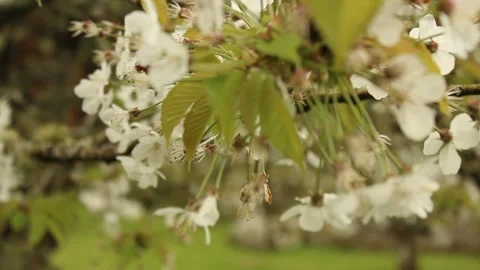 Cherry tree Stock Footage 240657860