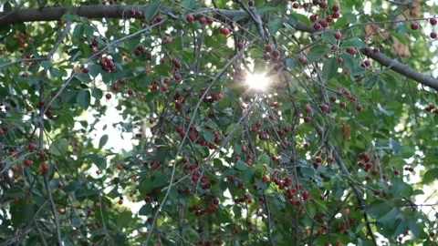 Cherry tree Stock Footage 294122559