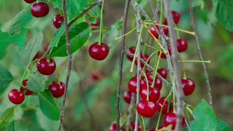 Cherry on the tree Stock Footage 323443963