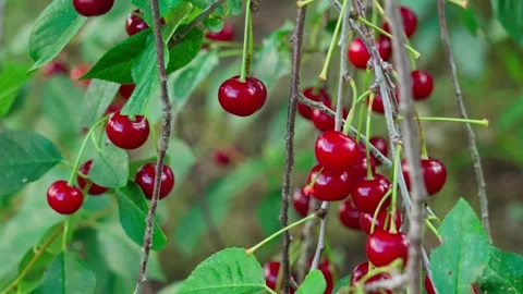 Cherry on the tree Stock Footage 323444187