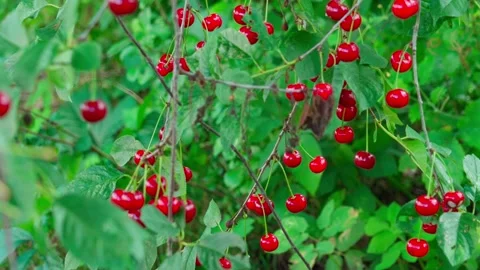 Cherry on the tree Stock Footage 323444329