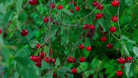 Cherry on the tree Stock Footage 323444360