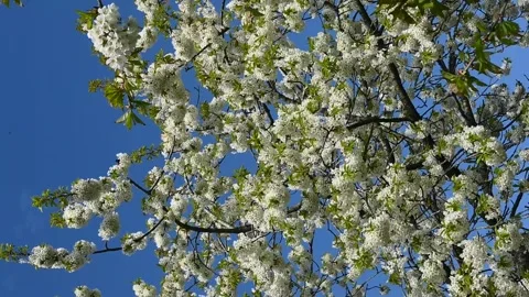 Cherry tree Видео 334122808