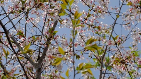 Cherry tree forest blooms in spring Stock Footage 107746201