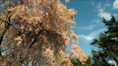 Cherry Tree - Fort Tryon Park Stock Footage 150593335