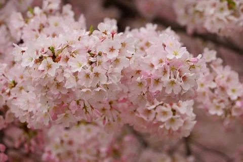 Cherry tree fragment in light pink spring blossom Stock Photos