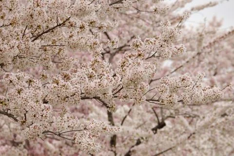 Cherry tree fragment in spring bloom Stock Photos