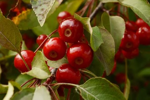 Cherry Tree Fruiting Stock Photos