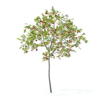 Cherry Tree with Fruits 3D Model 2.5m 3D Model