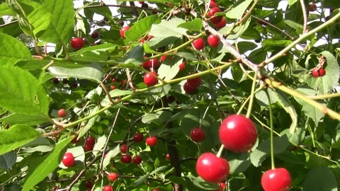 Cherry tree fruits Vídeos de archivo 92883629