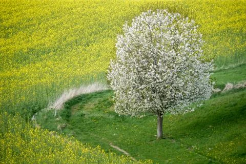 Cherry Tree in Full Bloom along Fields of Rapeseed and Barley, Beautiful Spring Stock Photos