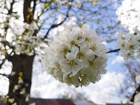 The cherry tree is in full bloom. Cherry blossoms in a small cluster of white Stock Photos