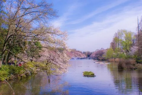 Cherry tree in full bloom of Chofu Stock Photos