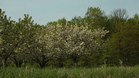 Cherry Tree in Full Bloom Stock Footage 7764639