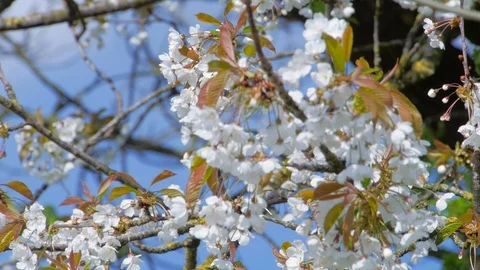 Cherry Tree in Full Bloom Stock Footage 98046752