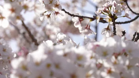 Cherry tree in full bloom Stock Footage 161850290