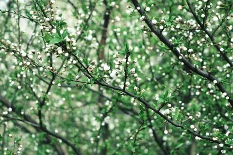 Cherry tree in full bloom in a garden in a sunny day .cherry blossoms. cove.. Stock Photos