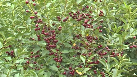 A cherry tree in full bloom, heavy with ripe fruit. Stock Footage 302457541