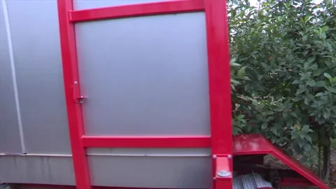 A cherry tree in full bloom, heavy with ripe fruit Stock Footage 302457542