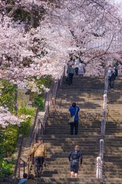 Cherry tree in full bloom of Ikegami Honmonji Stock Photos