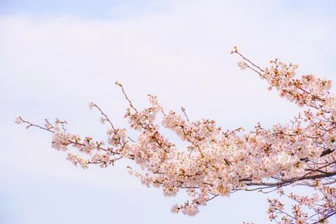 Cherry tree in full bloom of Ikegami Honmonji Stock Photos