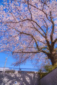 Cherry tree in full bloom of Kamakura, Kanagawa Prefecture Stock Photos