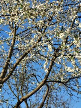 Cherry tree in full bloom in rural backyard Stock Photos