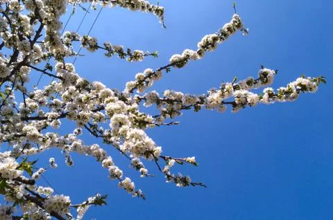Cherry tree full of blooming white flowers Stock Photos
