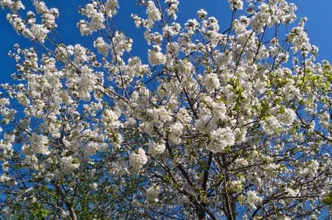 Cherry tree full of blooming white flowers Stock Photos