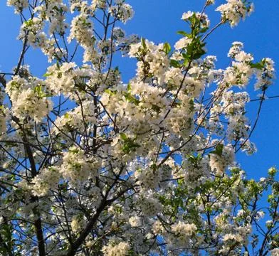 Cherry tree full of blooming white flowers Stock Photos