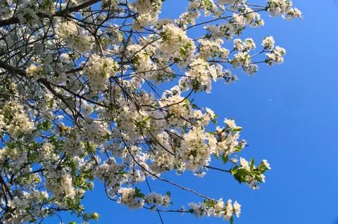 Cherry tree full of blooming white flowers Stock Photos