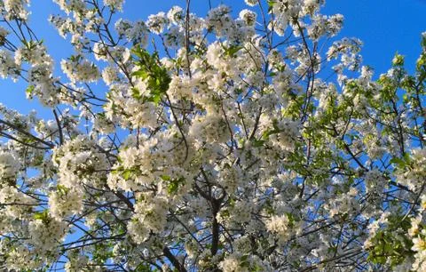 Cherry tree full of blooming white flowers Stock Photos