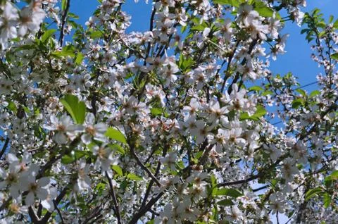 Cherry tree full of blooming white flowers Stock Photos