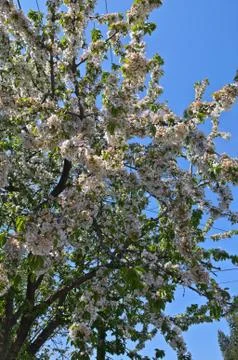 Cherry tree full of blooming white flowers Stock Photos