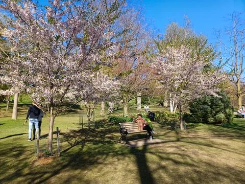 Cherry tree full blossom in High Park Stock Photos
