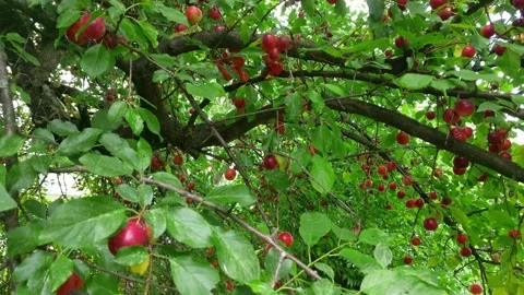 Cherry tree full of bright red cherries Video stock 135474758