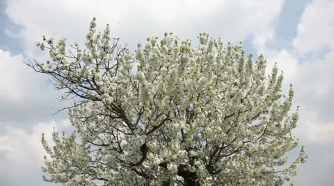 Cherry tree in full flower Stock Footage 24653662