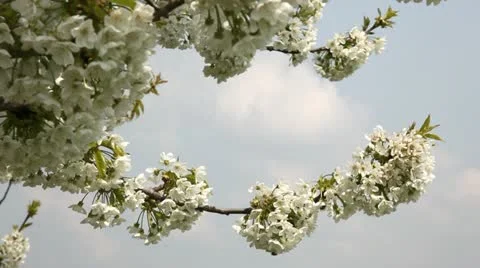 Cherry tree in full flower Stock Footage 24653667